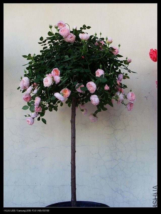 ����Ī��˹�����£�1 of xie61681926.jpg