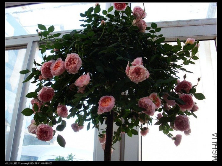 ����Ī��˹�����£�2 of xie61681926 .jpg