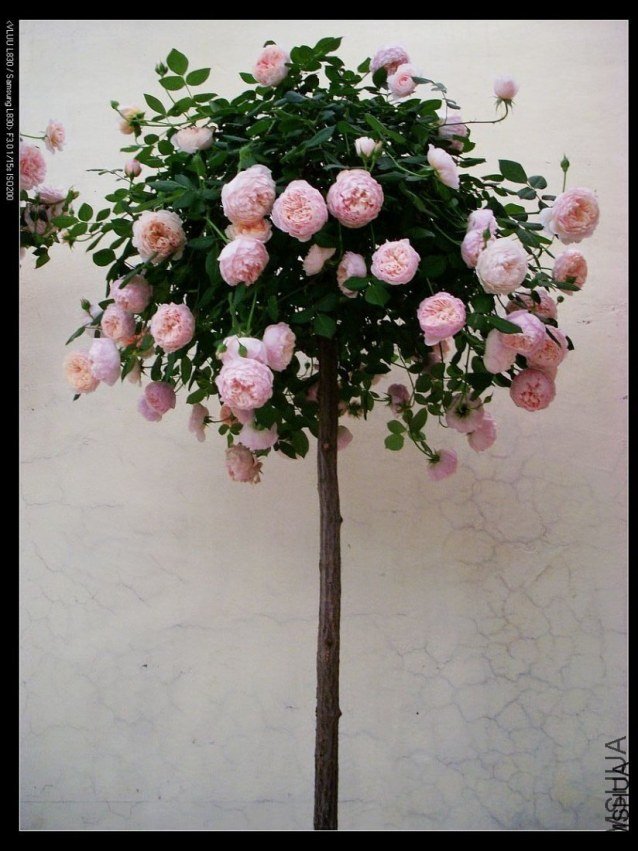 ����Ī��˹�����£�3 of xie61681926.jpg