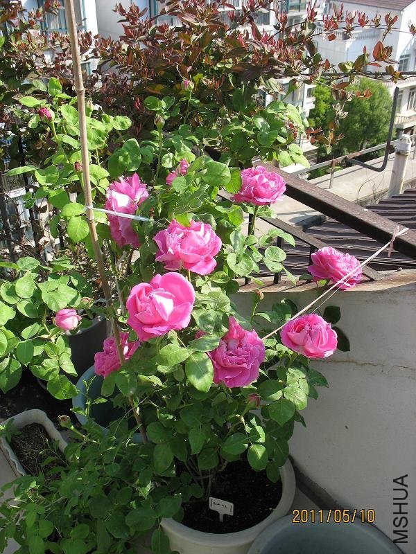 ĵ���¼�2 of bobobubu123.JPG