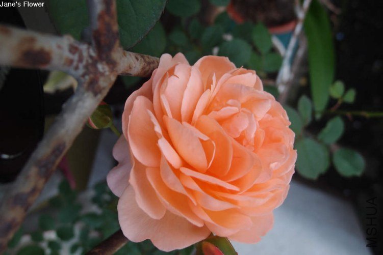 ·��˹��������1 of xiaochami .jpg