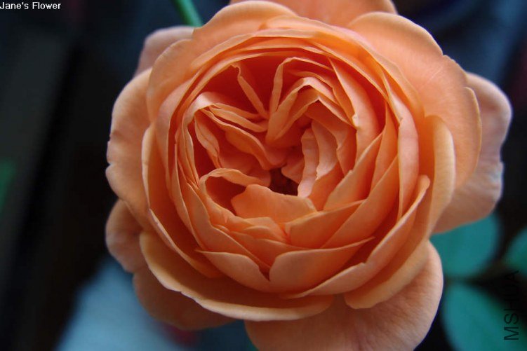 ·��˹��������2 of xiaochami .jpg