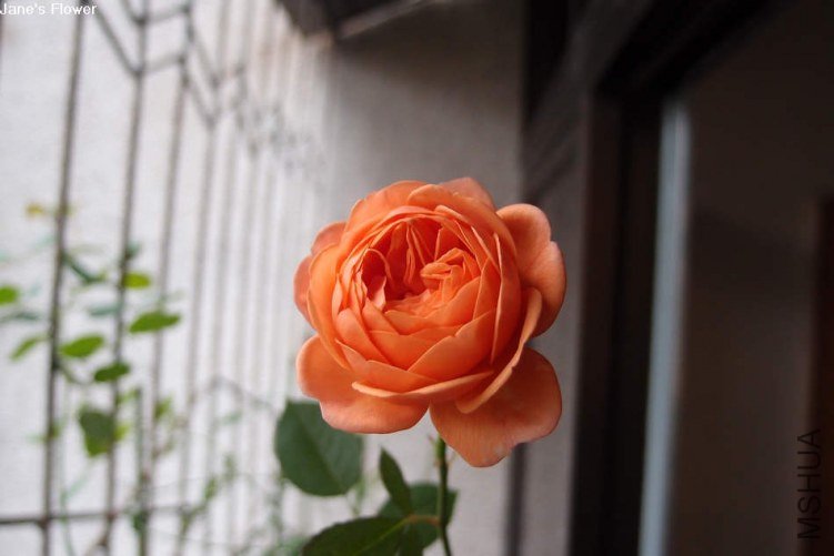 ·��˹��������3 of xiaochami .jpg