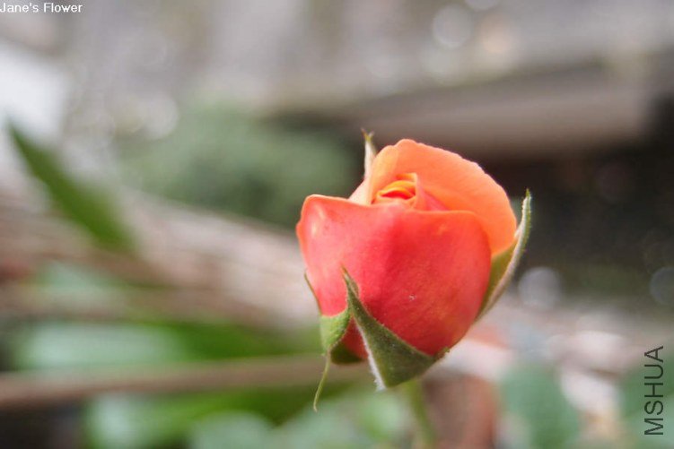 ·��˹��������5 of xiaochami .jpg