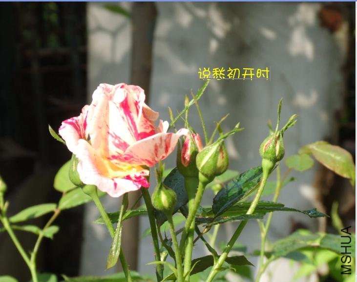 ˵��1 of ��ããȻ .jpg