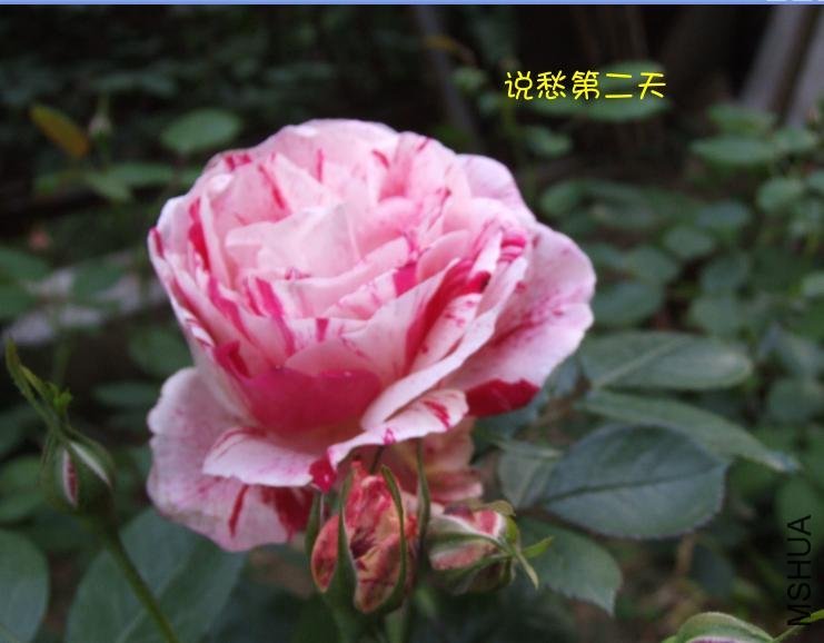 ˵��2 of ��ããȻ .jpg