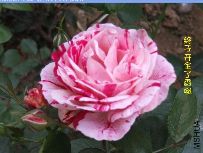 ˵��4 of ��ããȻ .jpg