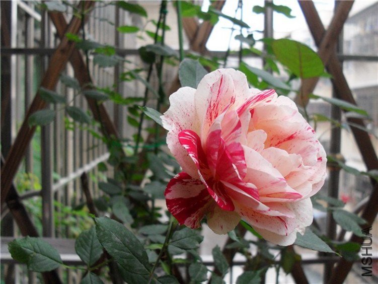 ˵��5 of ����  .jpg