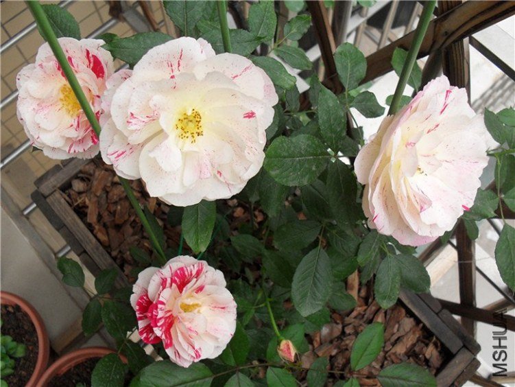 ˵��7 of ����  .jpg