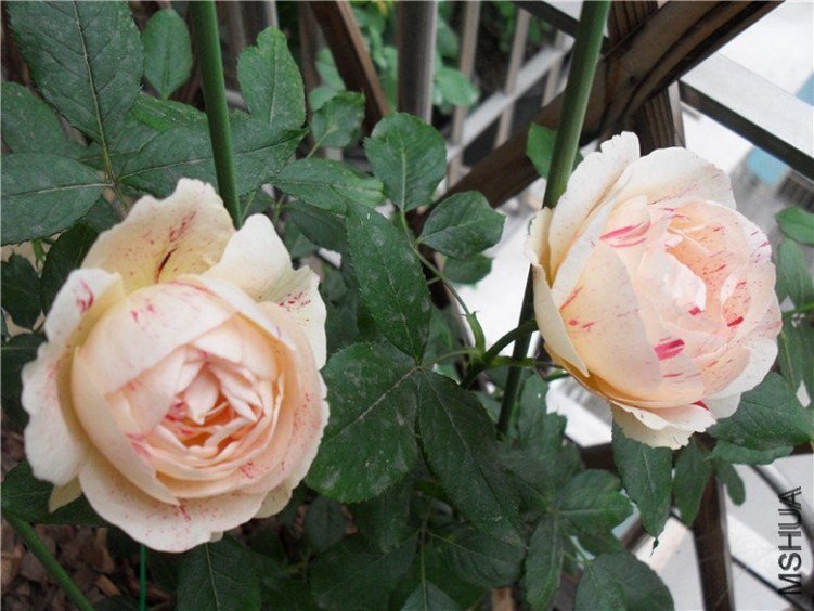 ˵��8 of ����  .jpg