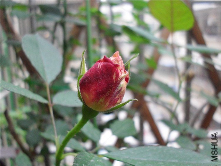 ˵��9 of ����  .jpg