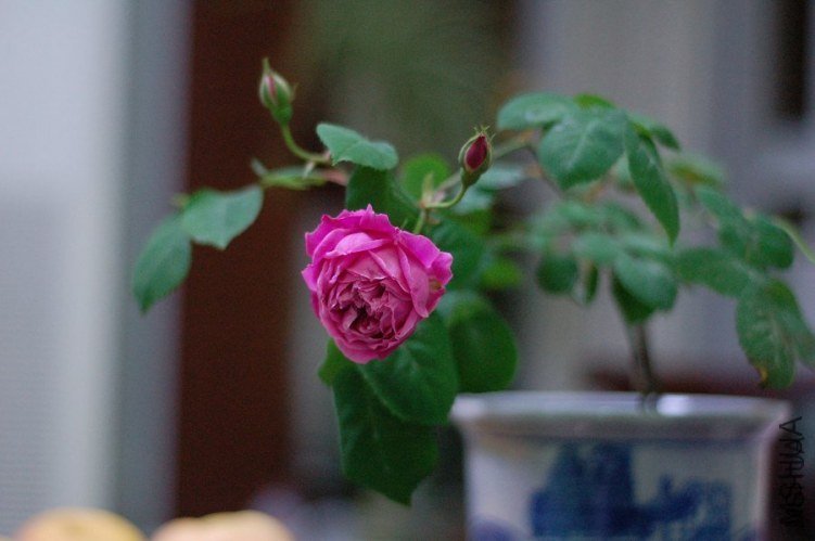 �������1 of cockding .jpg