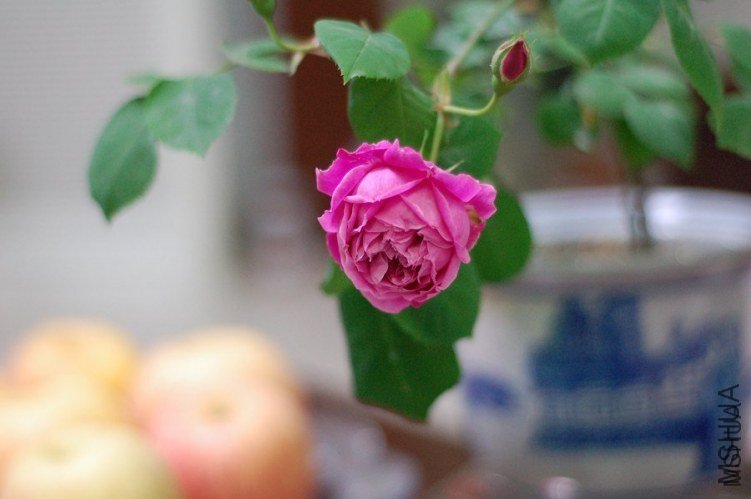 �������2 of cockding .jpg