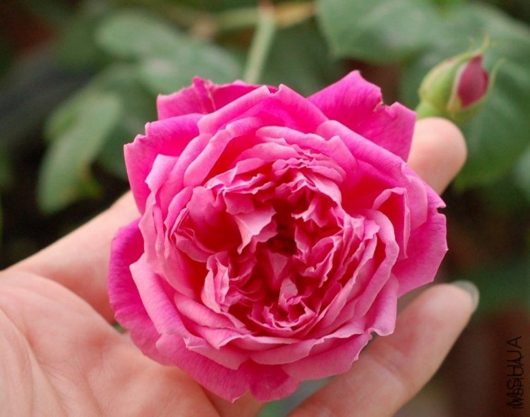 �������3 of cockding .jpg