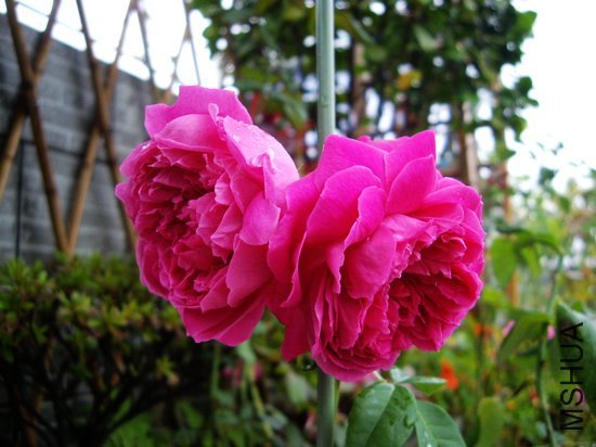 �������4 of ���������  .jpg