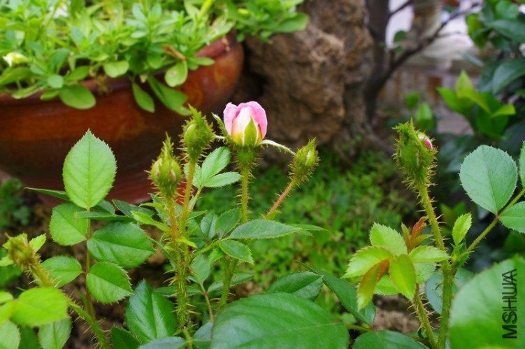 ����1 of �������� .jpg