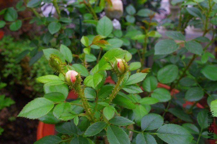 ����2 of �������� .jpg