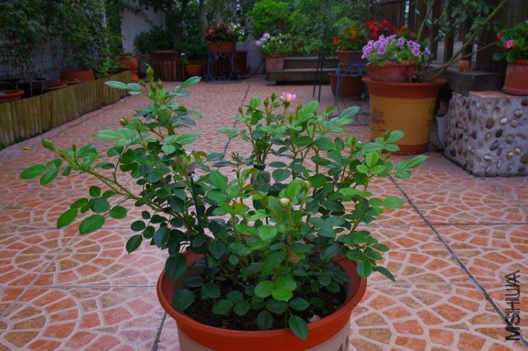 ����4 of �������� .jpg