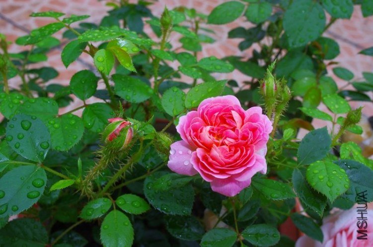 ����5 of �������� .jpg