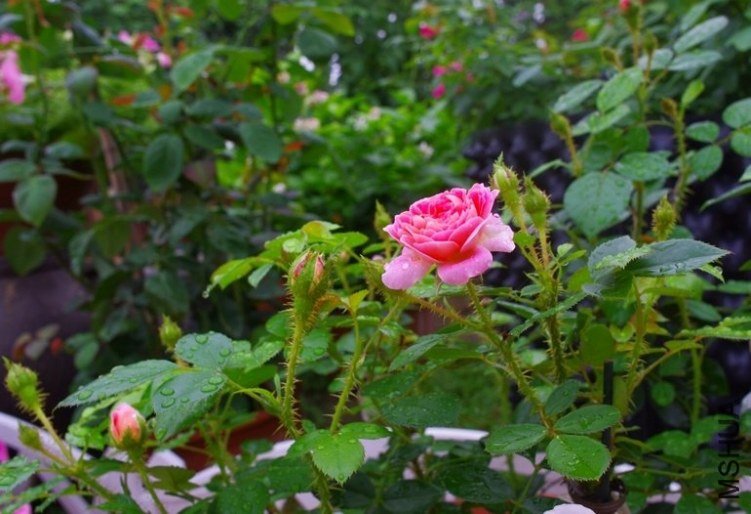 ����6 of �������� .jpg