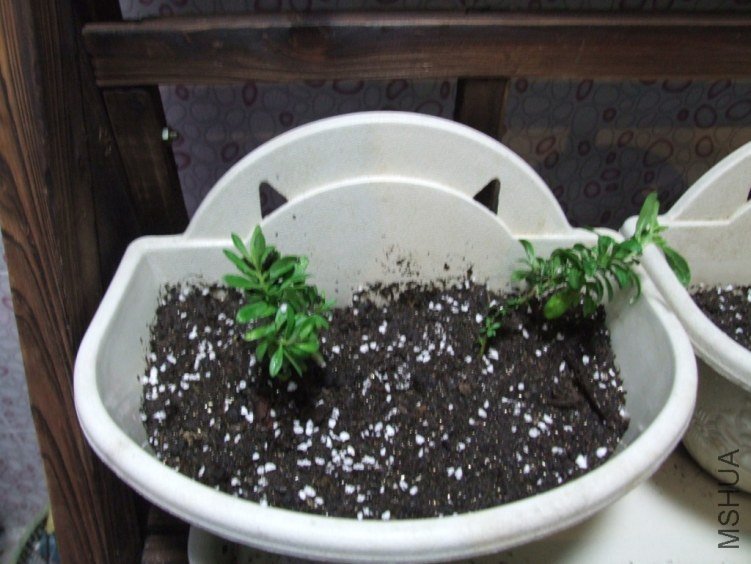 DSCF2939.JPG