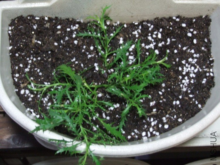 DSCF2943.JPG