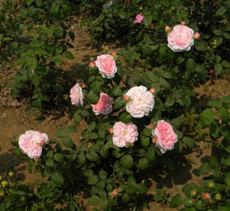 ���� of boy8300.JPG