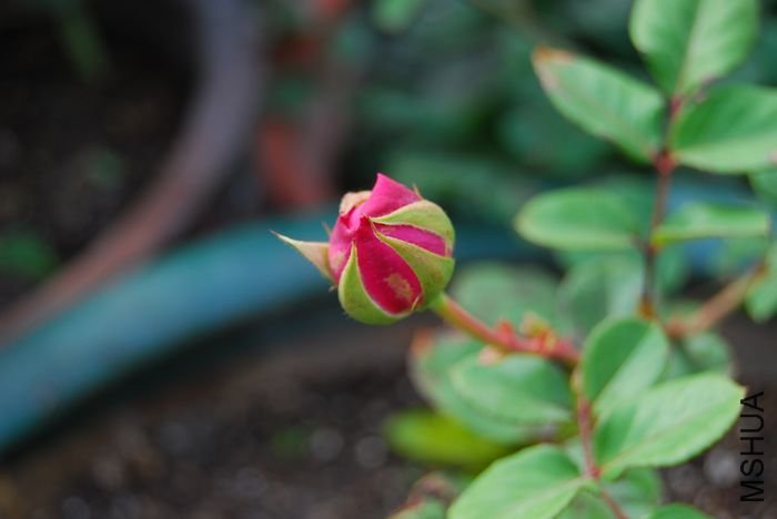 ʥ���󲼼�1 of beijing2008 .jpg