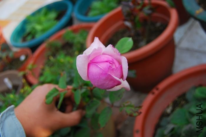 ʥ���󲼼�2 of beijing2008 .jpg