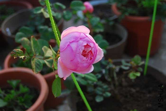 ʥ���󲼼�3 of beijing2008 .jpg