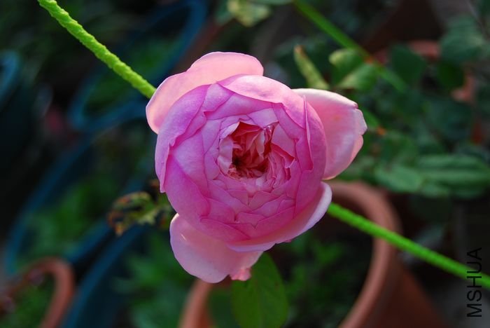 ʥ���󲼼�4 of beijing2008 .jpg