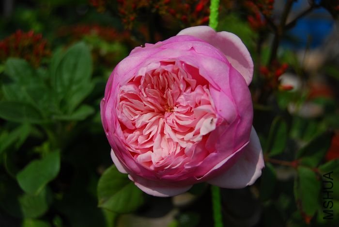 ʥ���󲼼�5 of beijing2008 .jpg