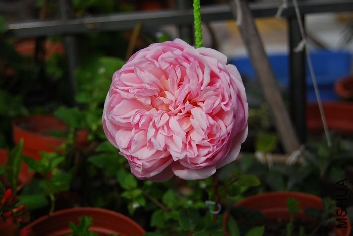 ʥ���󲼼�6 of beijing2008 .jpg