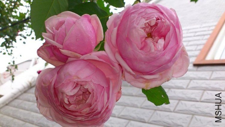 ʥ���󲼼�7 of ���鱴  .jpg