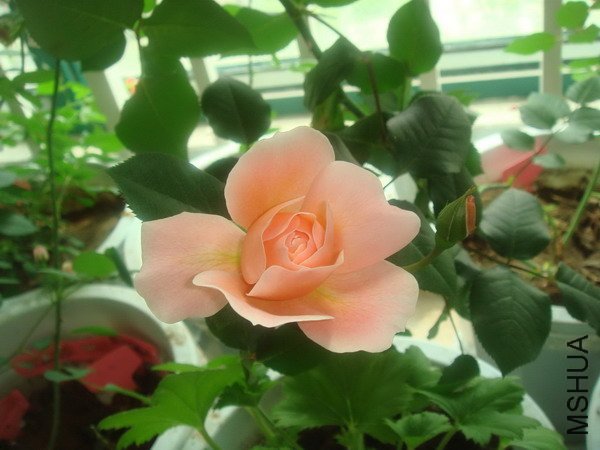 ��������1 of dxt0816 .jpg