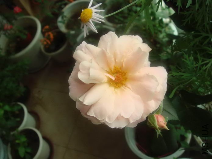 ��������2 of dxt0816 .jpg