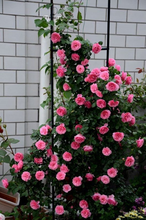 �����5 of �Ʒƶ�.jpg