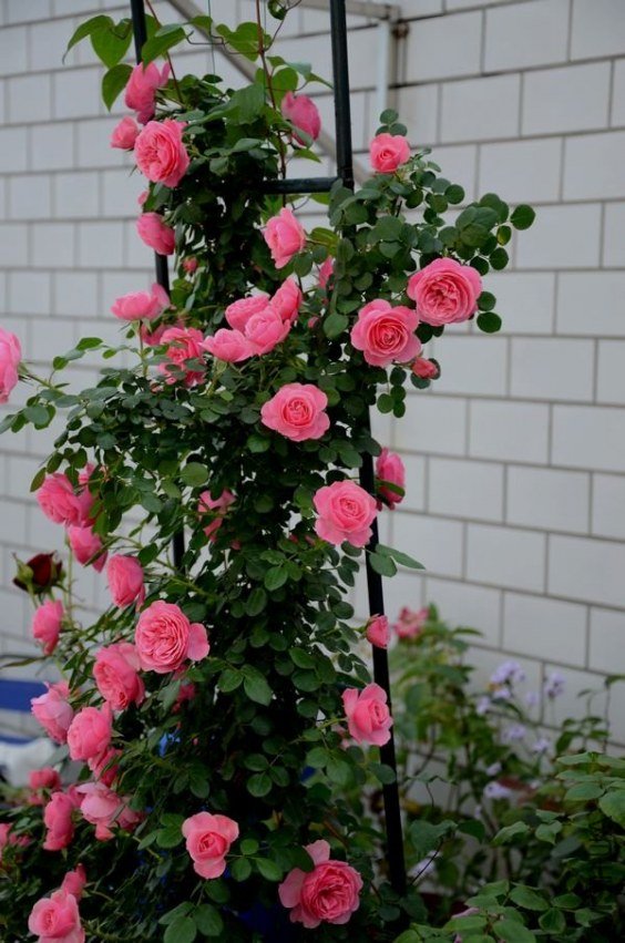 �����4 of �Ʒƶ�.jpg