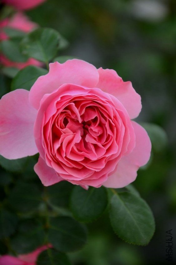 �����2 of �Ʒƶ�.jpg