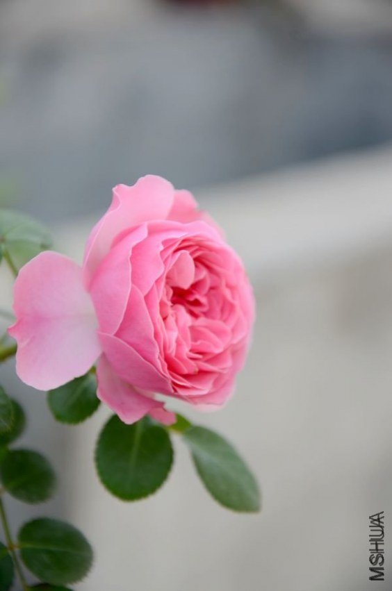 �����1 of �Ʒƶ�.jpg