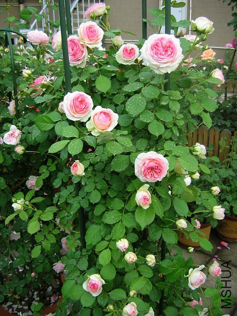 ��ɳ��ʯ2 of Yifei1406.jpg