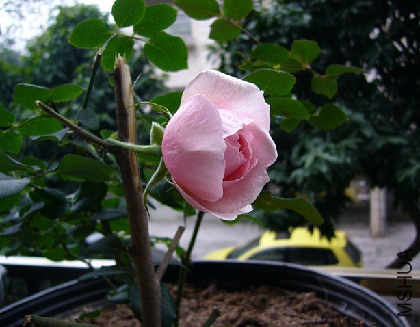 �Ⱥ���1 of wmyuyu .jpg