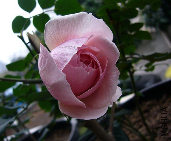 �Ⱥ���2 of wmyuyu .jpg