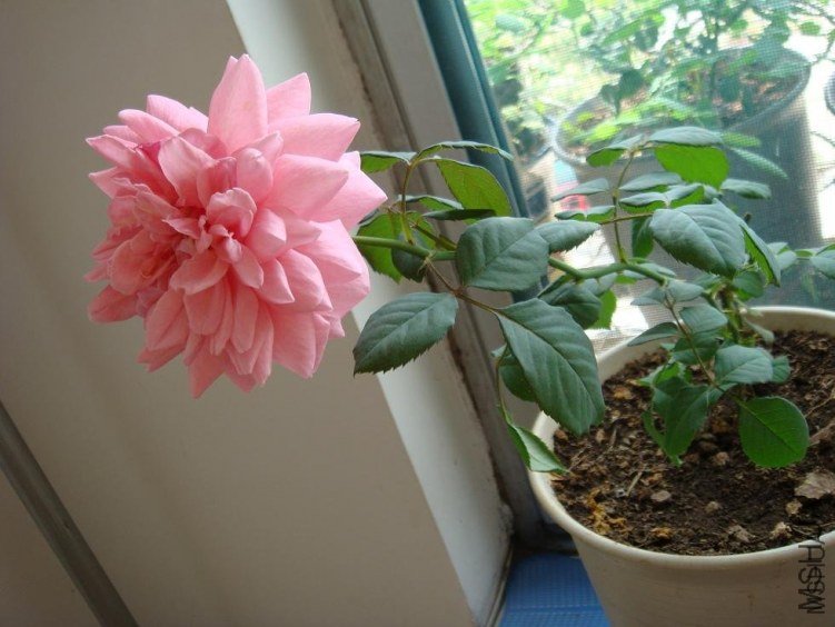 ���ع���1 of woaijingzhi.jpg