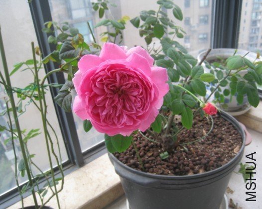 ���ع���2 of sibel1212.jpg