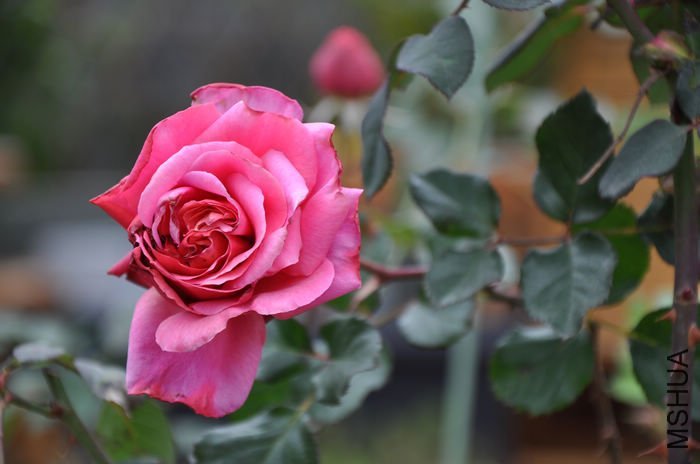 ���޹�1 of ��������� .jpg