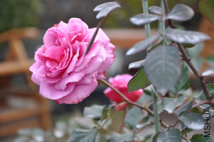 ���޹�2 of ��������� .jpg