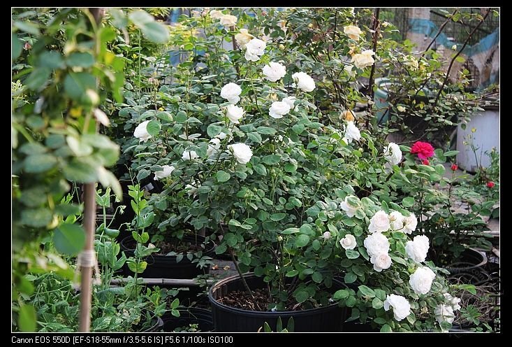 ����˹�ش����1 of qkccc .jpg