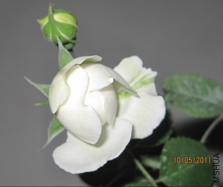 ����˹�ش����2 of happyye .jpg