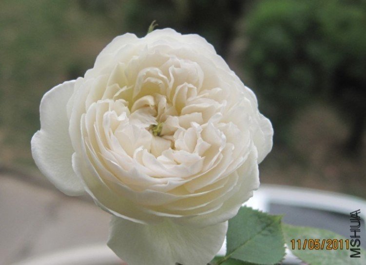 ����˹�ش����5 of happyye .jpg